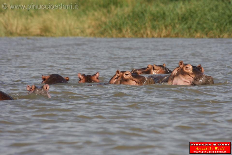 Ethiopia - Lago Chamo - Ippopotami - Hippos - 07.jpg